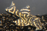 LDA 019